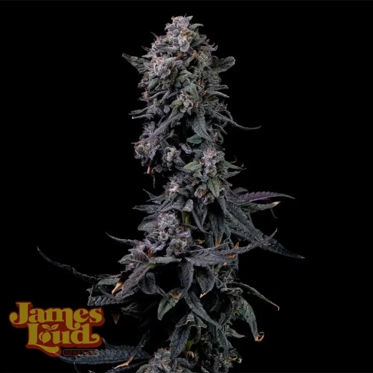 Bumpboxx Kush van James Loud Genetics