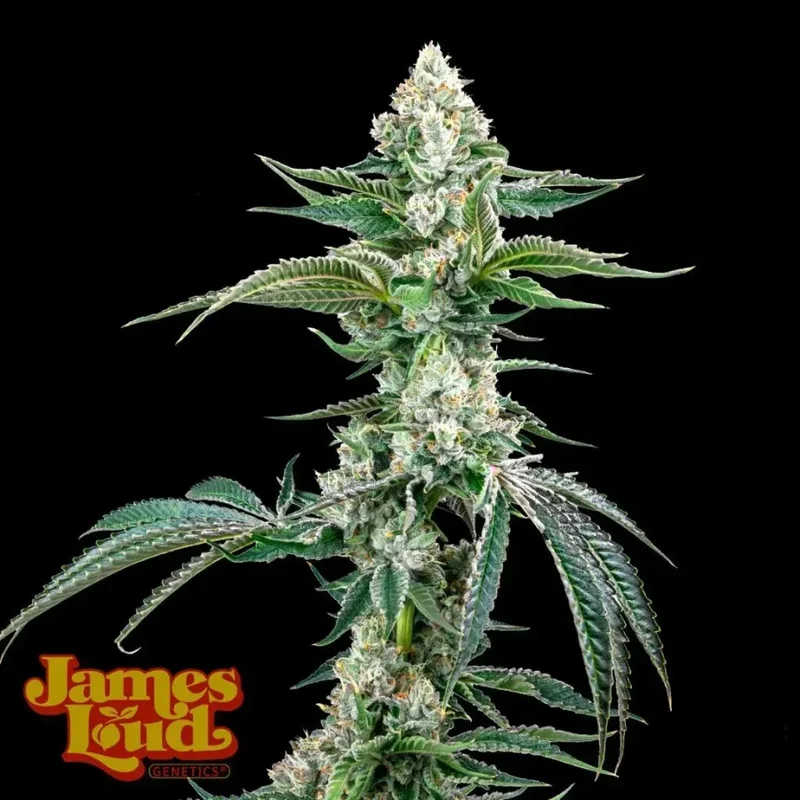 OG Kush F4 IBL van James Loud Genetics