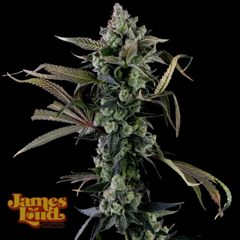 Candy Island van James Loud Genetics