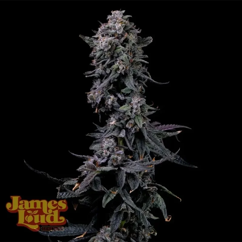 Bumpboxx Kush van James Loud Genetics