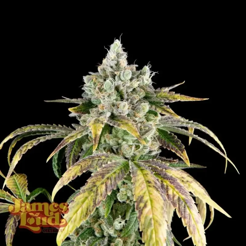 Gorilla Cookies OG van James Loud Genetics
