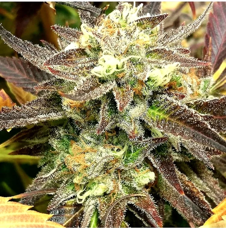Mothertongue van Jinxproof Genetics