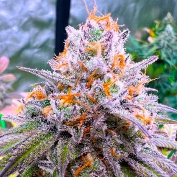 Hella Lit van Jinxproof Genetics