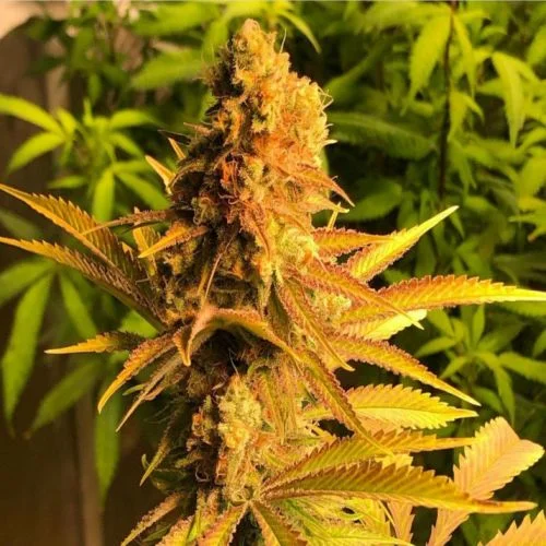 Problem Child van Jinxproof Genetics