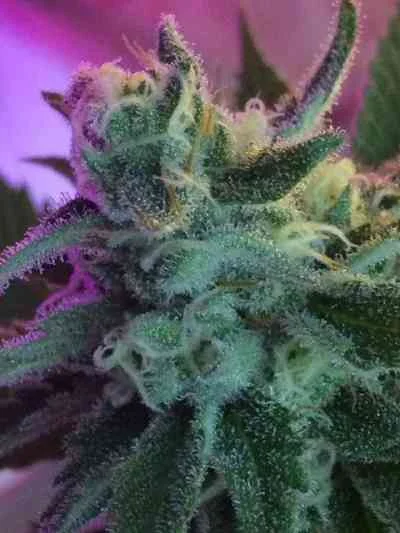 Mothertongue van Jinxproof Genetics
