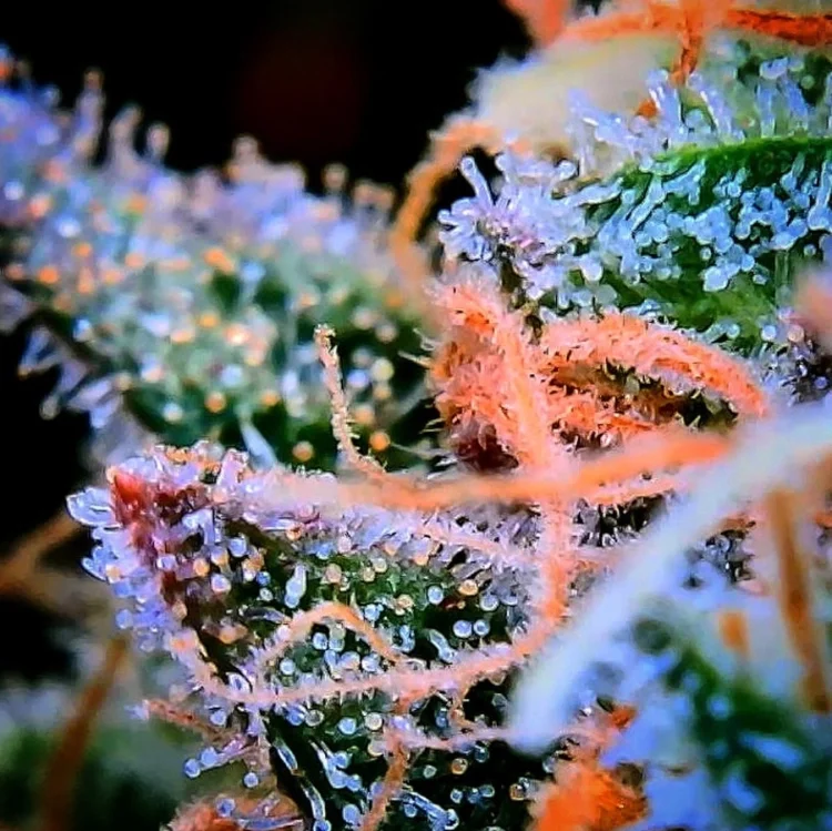 Main Squeeze van Jinxproof Genetics