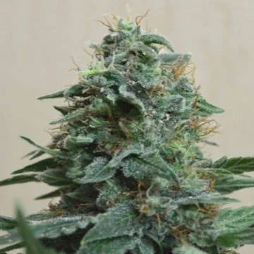 AK Kush van Kalashnikov Seeds