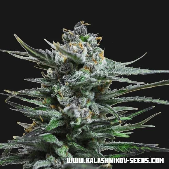 Blue Acid van Kalashnikov Seeds