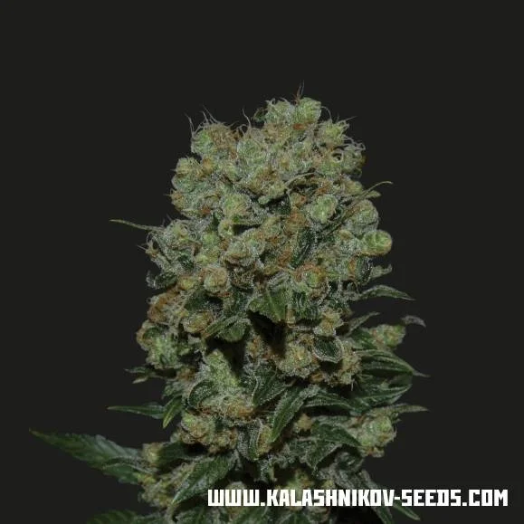 Kalashnikov Express van Kalashnikov Seeds