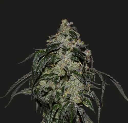 Soyuz OG Express van Kalashnikov Seeds