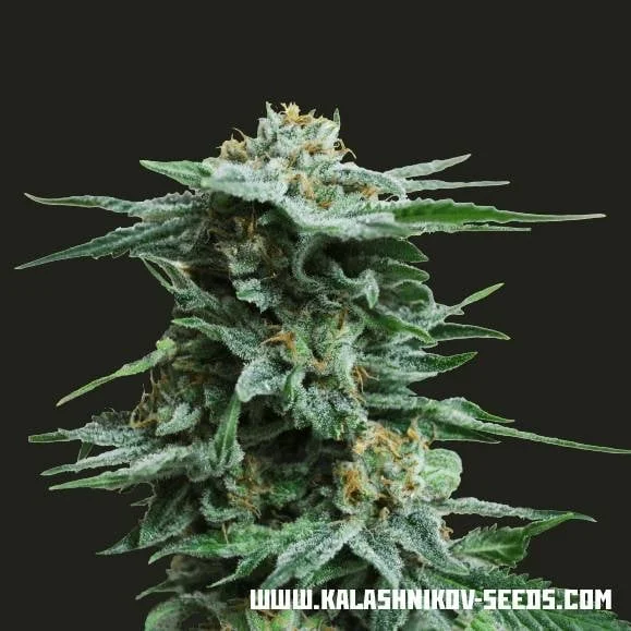 AK Kush van Kalashnikov Seeds