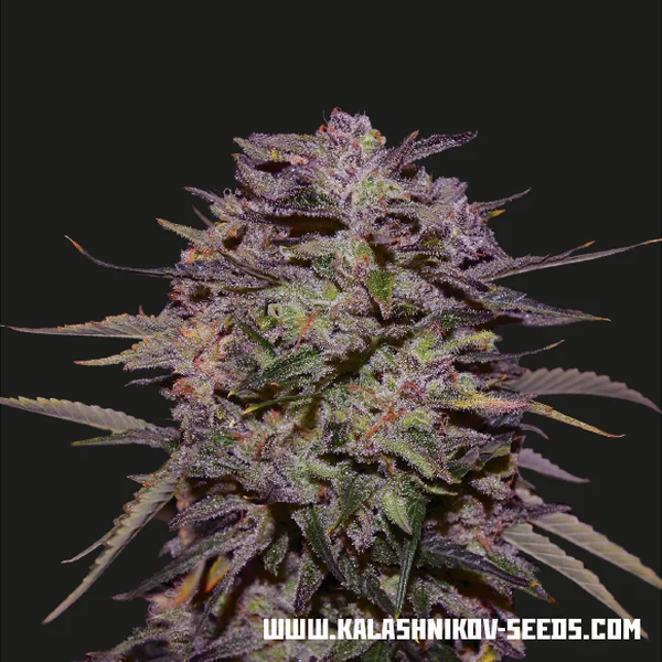 Purple Russian Express van Kalashnikov Seeds