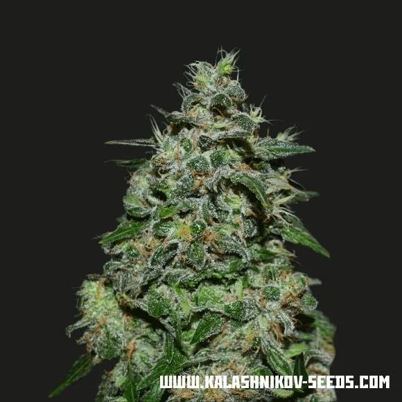 AK Kush Express van Kalashnikov Seeds
