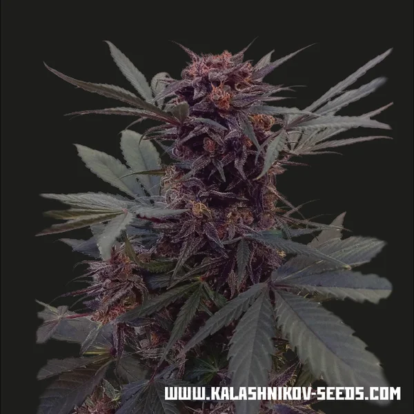 Babushka Black van Kalashnikov Seeds