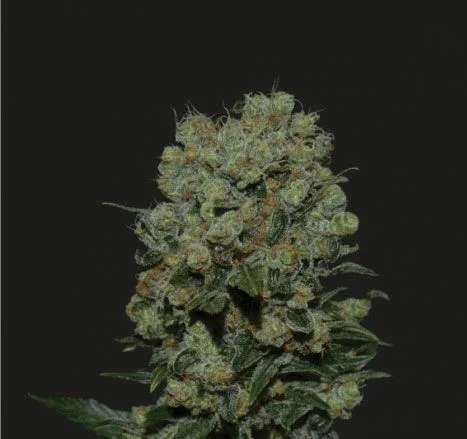Kalashnikov Express van Kalashnikov Seeds