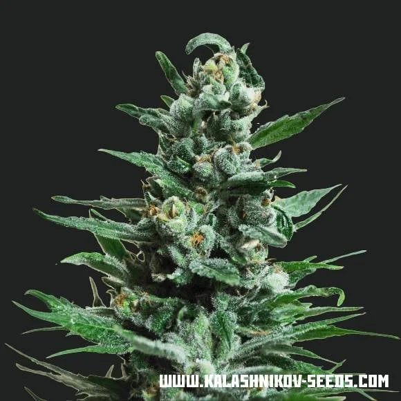 Moscow Blueberry van Kalashnikov Seeds
