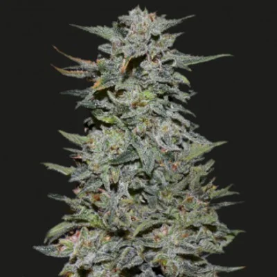 Boy Scout Cookies van Kalashnikov Seeds