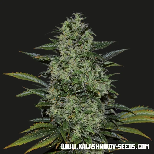 Power Russian van Kalashnikov Seeds