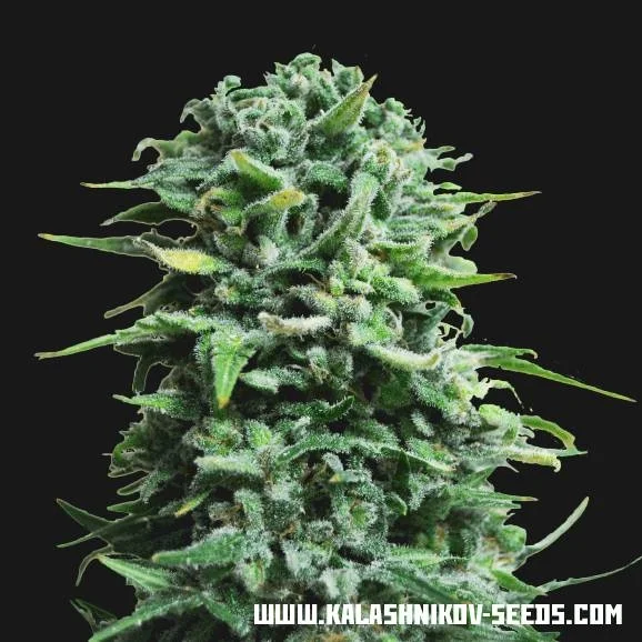 Siberian Haze van Kalashnikov Seeds