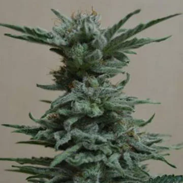 AK Skunk van Kalashnikov Seeds