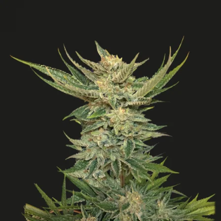 Vodka Lemon van Kalashnikov Seeds