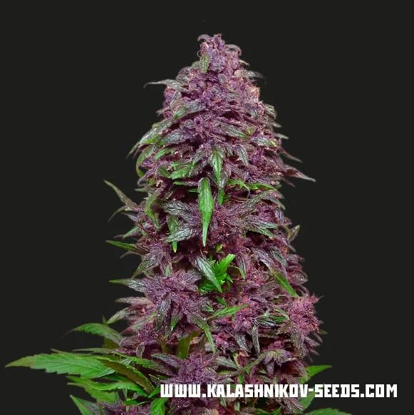 Purple Mazar van Kalashnikov Seeds
