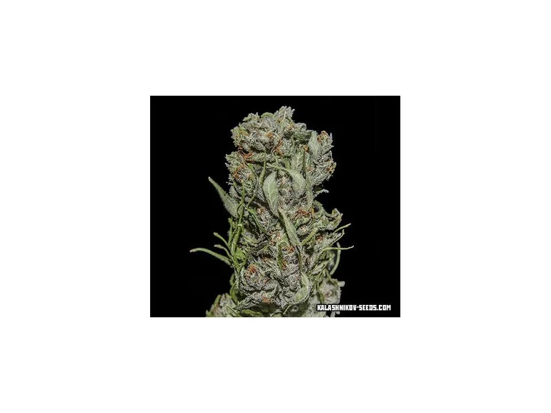 White Critical Express van Kalashnikov Seeds