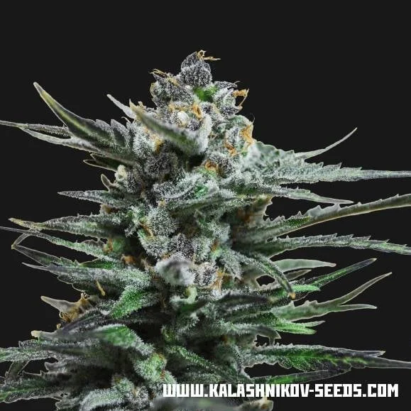 Blue Acid van Kalashnikov Seeds