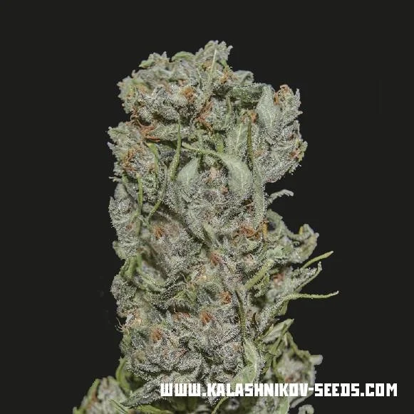White Critical Express van Kalashnikov Seeds