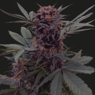 Babushka Black van Kalashnikov Seeds