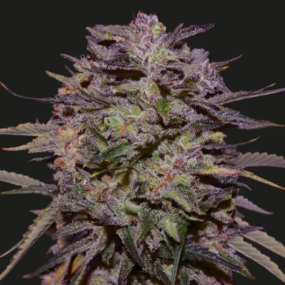 Purple Russian Express van Kalashnikov Seeds