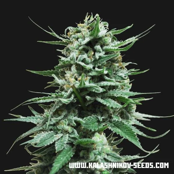 Northern Russian van Kalashnikov Seeds