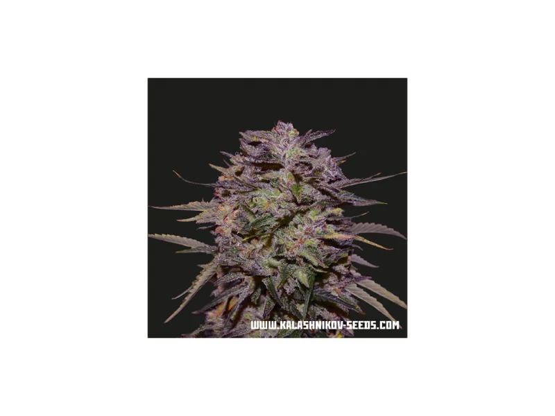 Purple Russian Express van Kalashnikov Seeds