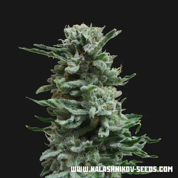AK Skunk van Kalashnikov Seeds