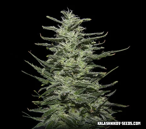 Amnesia Molotov van Kalashnikov Seeds