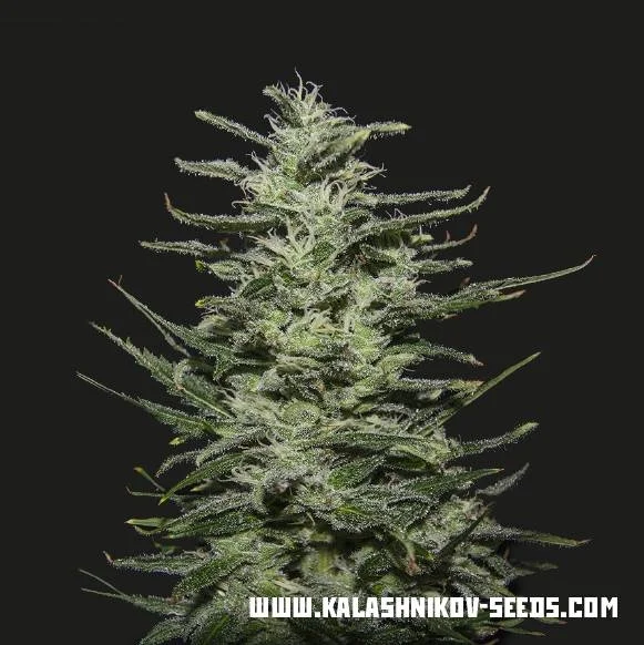 Amnesia Molotov van Kalashnikov Seeds
