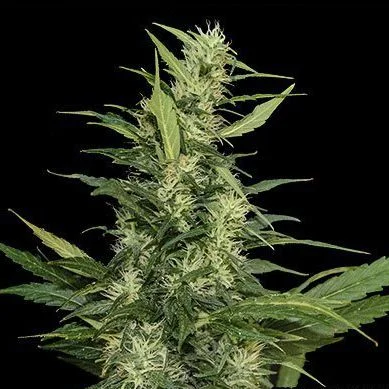 Amur Giant van Kalashnikov Seeds