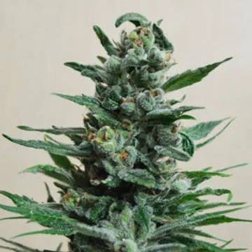 Moscow Blueberry van Kalashnikov Seeds