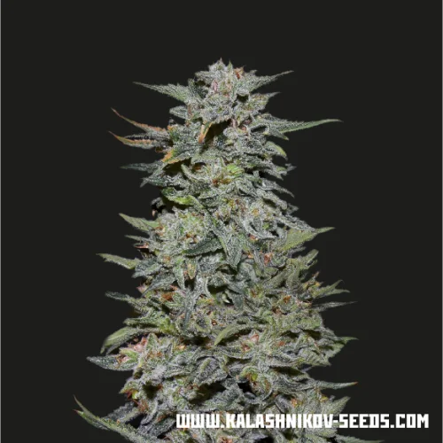 Boy Scout Cookies van Kalashnikov Seeds