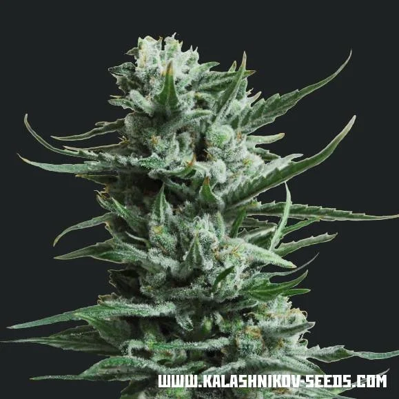 Siberian Haze van Kalashnikov Seeds