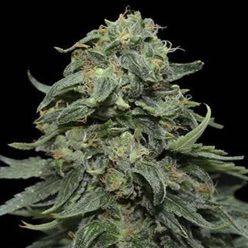 Kabul Express van Kalashnikov Seeds