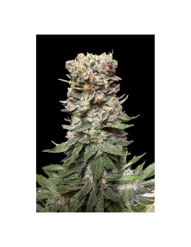 CBD Cake van Kalashnikov Seeds