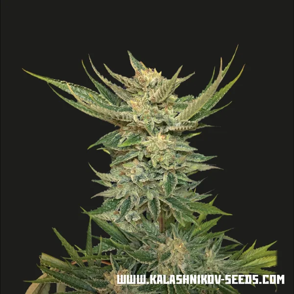 Vodka Lemon van Kalashnikov Seeds