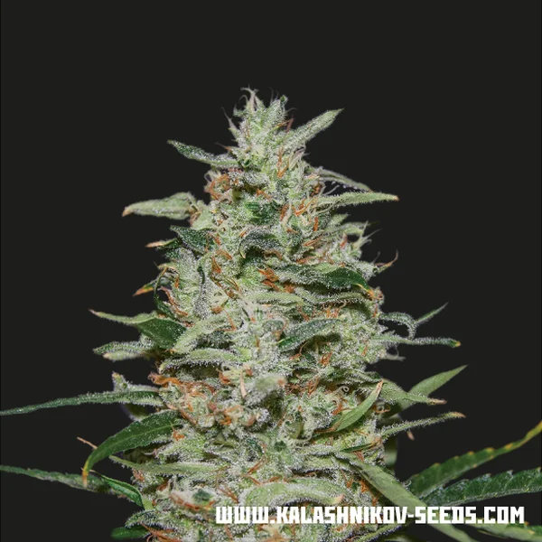 White Russian OG van Kalashnikov Seeds