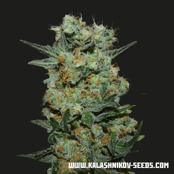 Baikal Express van Kalashnikov Seeds