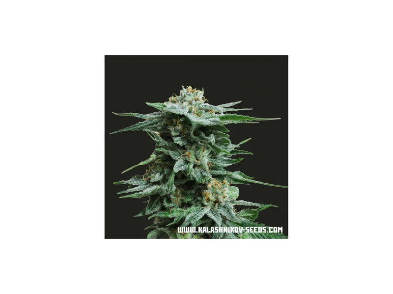 AK Kush Express van Kalashnikov Seeds