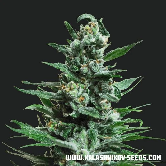 Moscow Blueberry van Kalashnikov Seeds