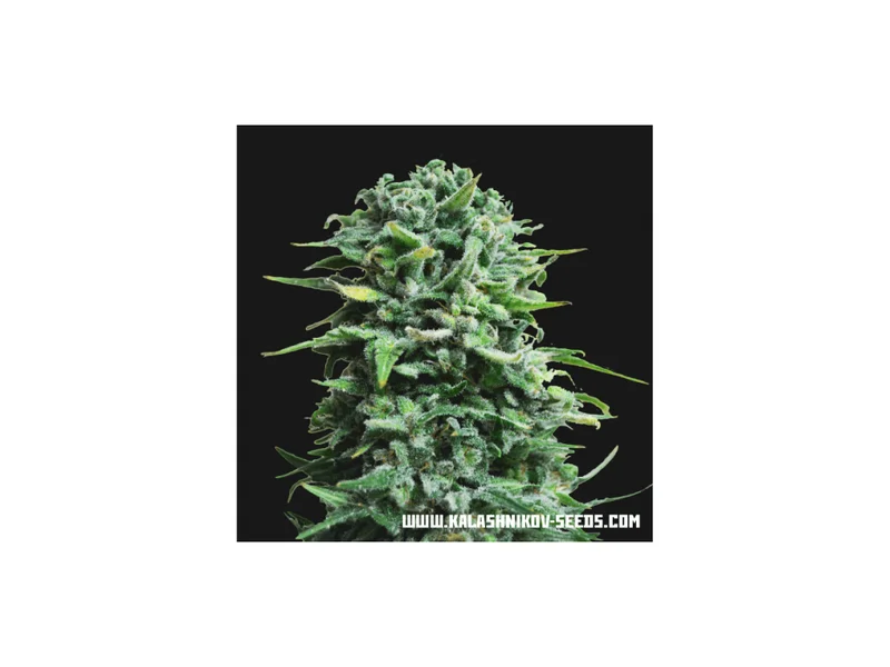 Siberian Haze van Kalashnikov Seeds