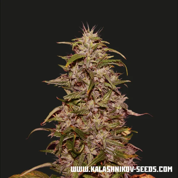 Big Altai Sativa Express van Kalashnikov Seeds