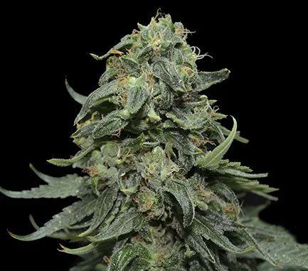 Kabul Express van Kalashnikov Seeds